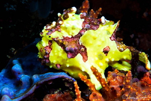 Warty or Painted Frogfish/Photographed with a Canon 60 mm... by Laurie Slawson 